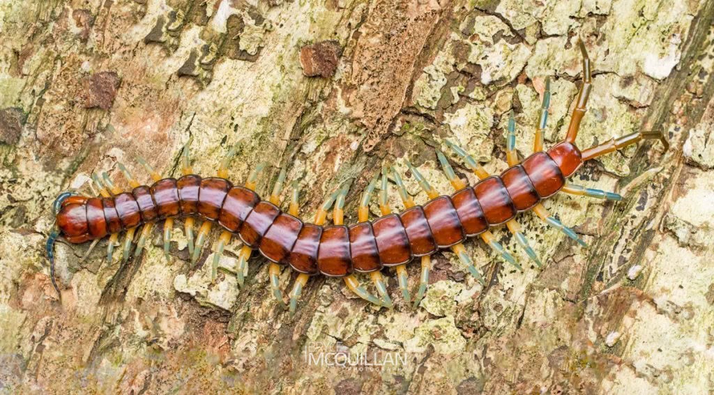 New Zealand giant centipede (Cormocephalus rubriceps), Scolopendridae, photographed in New Zealand by Bryce McQuillan