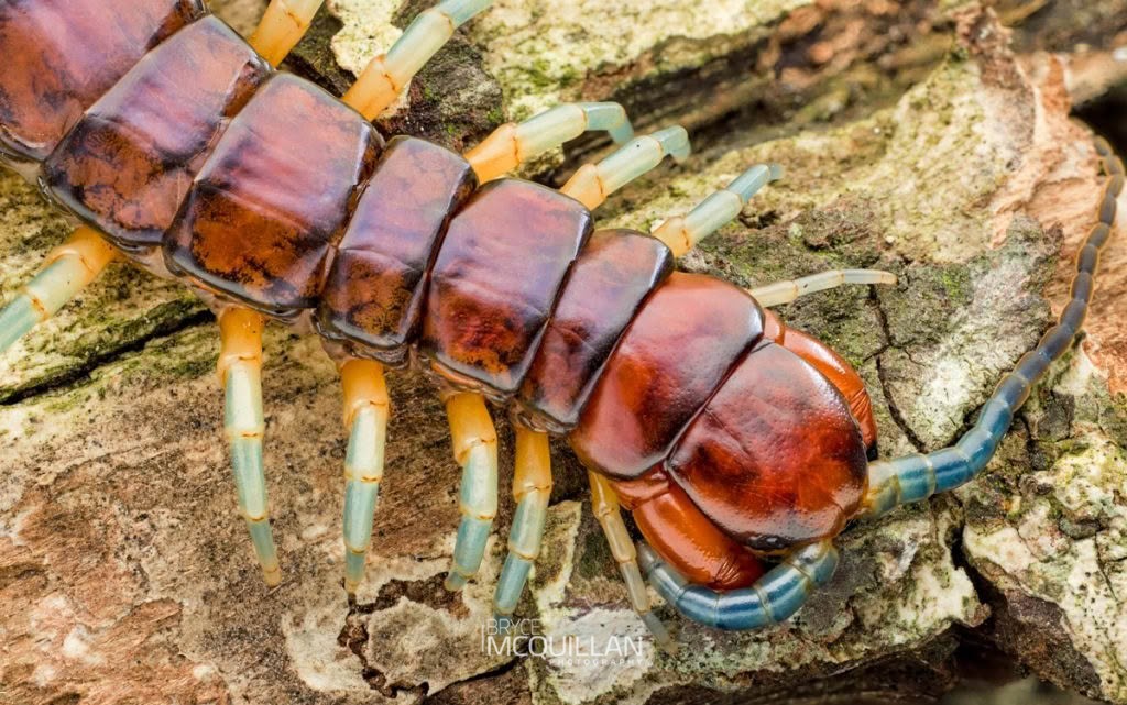 New Zealand giant centipede (Cormocephalus rubriceps), Scolopendridae, photographed in New Zealand by Bryce McQuillan