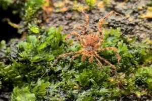 Triregia fairburni, Triaenonychidae, photographed in New Zealand by Bryce McQuillan