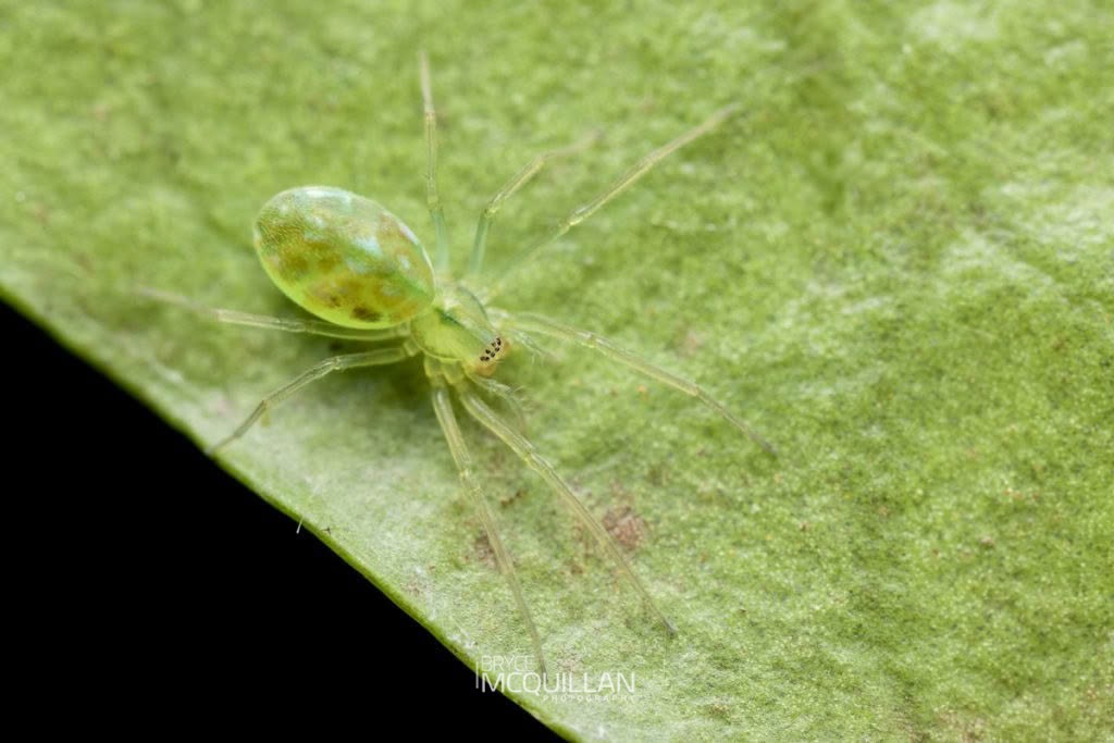 Paradictyna sp, Dictynidae, photographed in New Zealand by Bryce McQuillan