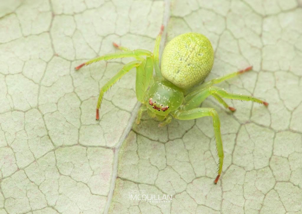 Diaea sp, Thomisidae, photographed in New Zealand by Bryce McQuillan
