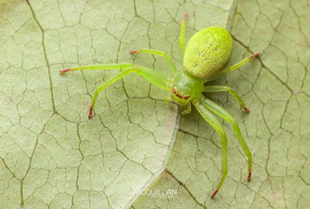 Diaea sp, Thomisidae, photographed in New Zealand by Bryce McQuillan