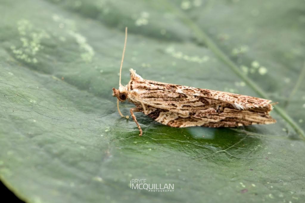 Sharp-Tipped Bell Moth (Epalxiphora axenana), Tortricidae, photographed in New Zealand by Bryce McQuillan