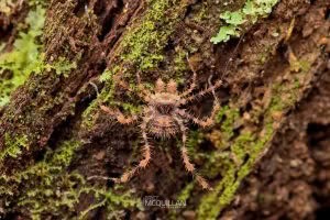 Triregia fairburni, Triaenonychidae, photographed in New Zealand by Bryce McQuillan