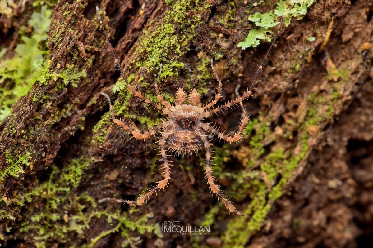 Triregia fairburni, Triaenonychidae, photographed in New Zealand by Bryce McQuillan