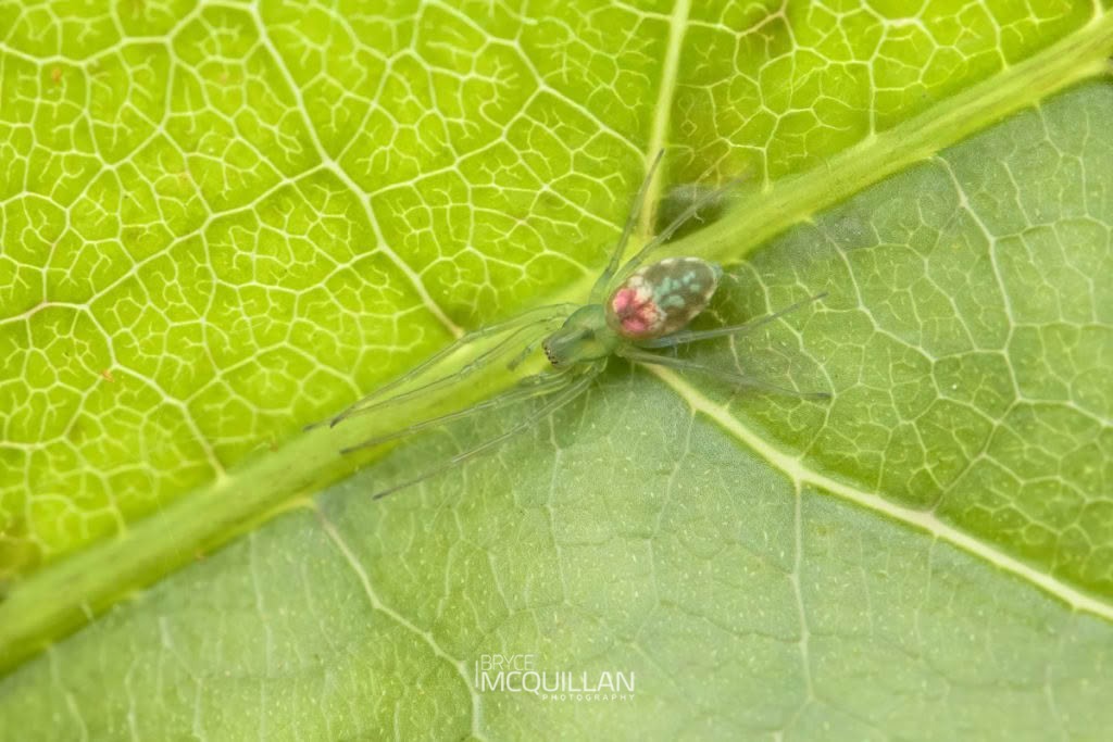 Paradictyna sp, Dictynidae, photographed in New Zealand by Bryce McQuillan