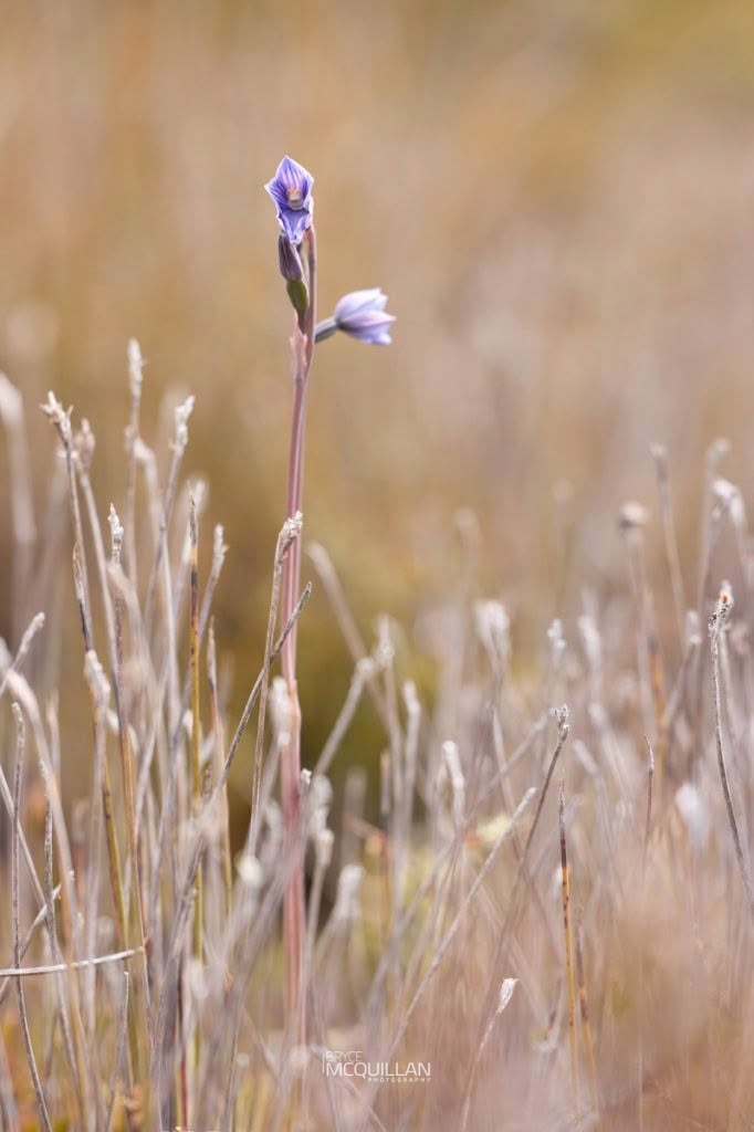 Swamp Sun Orchid (Thelymitra cyanea), Orchidaceae, photographed in New Zealand by Bryce McQuillan