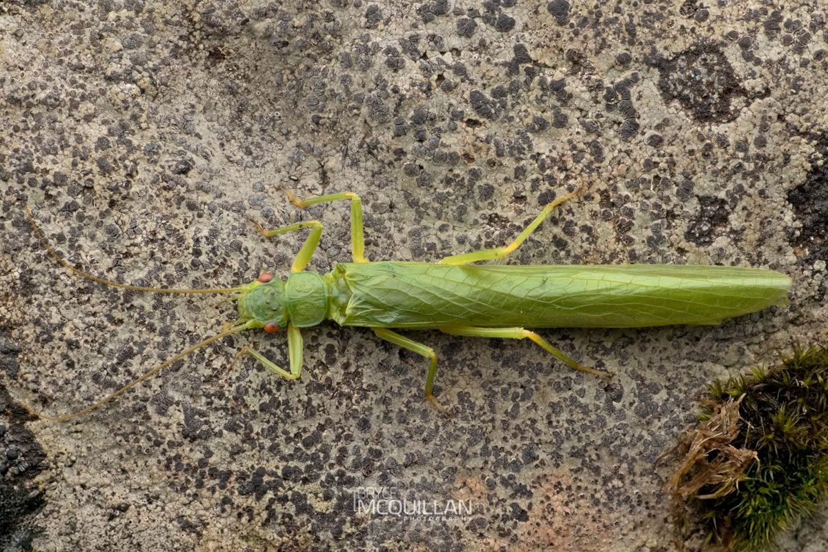 Stenoperla sp, Eustheniidae, photographed in New Zealand by Bryce McQuillan