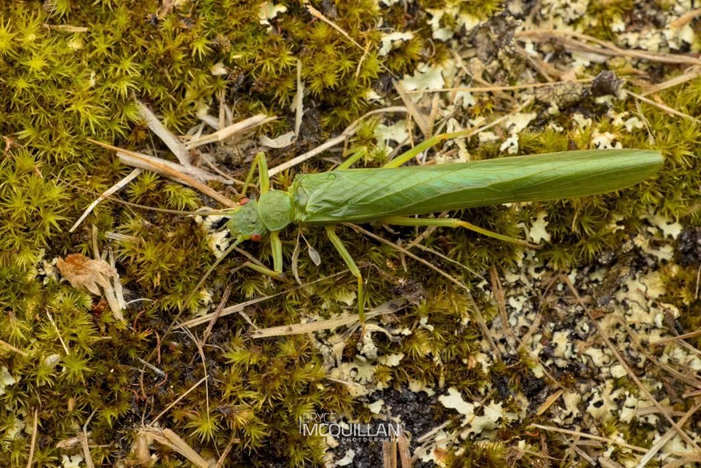 Stenoperla sp, Eustheniidae, photographed in New Zealand by Bryce McQuillan