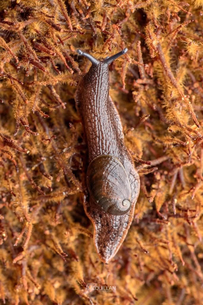 Schizoglossa novoseelandica, Rhytididae, photographed in New Zealand by Bryce McQuillan