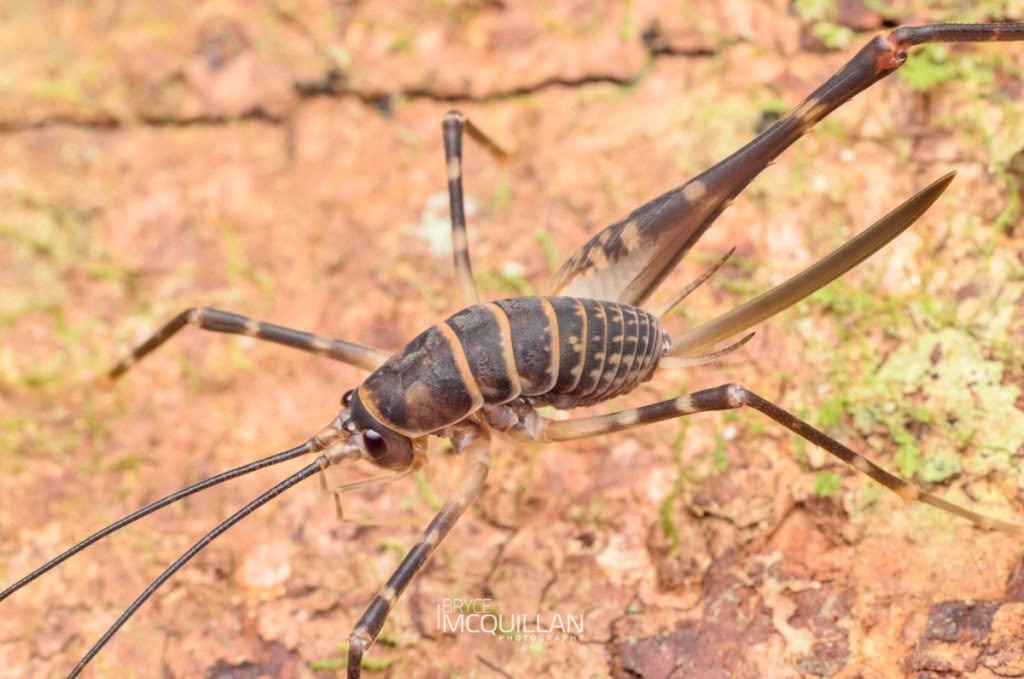 Auckland Cave Wētā (Pachyrhamma acanthocera), Rhaphidophoridae, photographed in New Zealand by Bryce McQuillan