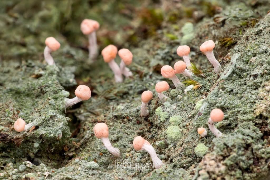 Dibaeis arcuata, Icmadophilaceae, photographed in New Zealand by Bryce McQuillan