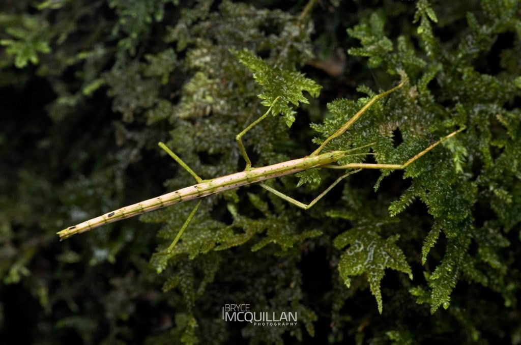 Blackheaded Leafroller (Ctenopseustis obliquana), photographed in New Zealand by Bryce McQuillan