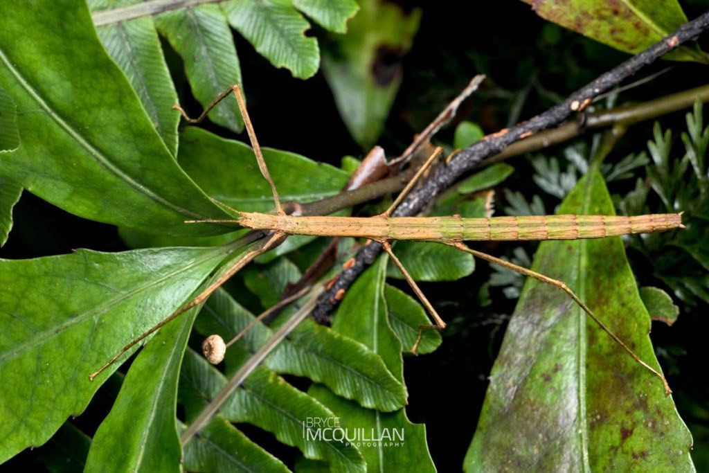 New Zealand Slender Stick Insect (Ctenopseustis obliquana), Tortricidae, photographed in New Zealand by Bryce McQuillan