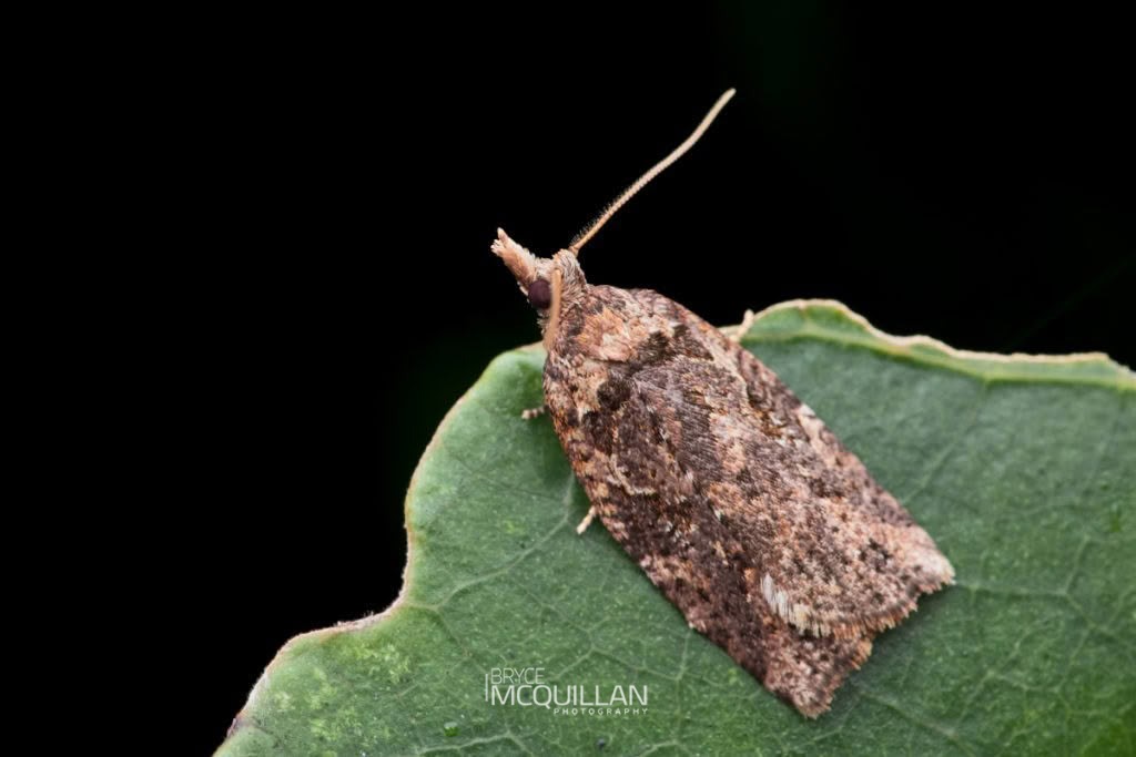Blackheaded Leafroller (Ctenopseustis obliquana), Tortricidae, photographed in New Zealand by Bryce McQuillan