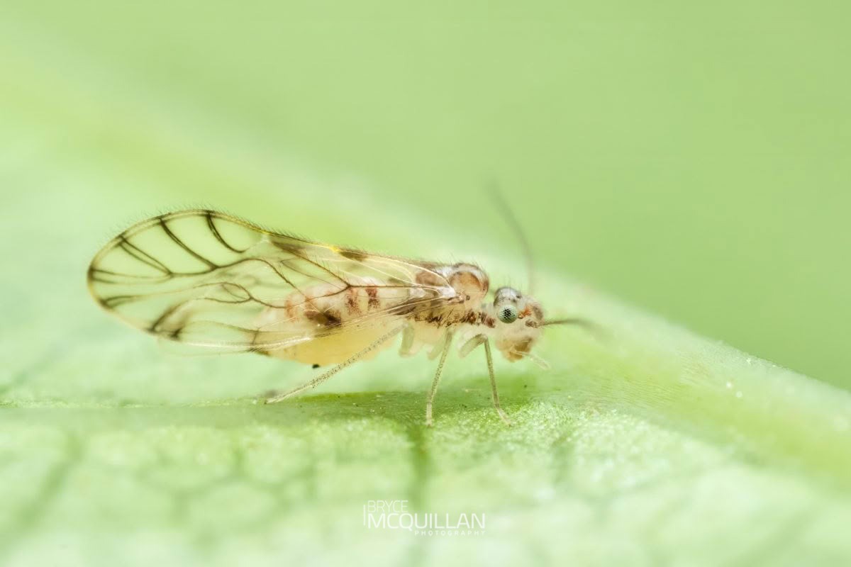 Lobocaecilius monicus, Pseudocaeciliidae, photographed in New Zealand by Bryce McQuillan