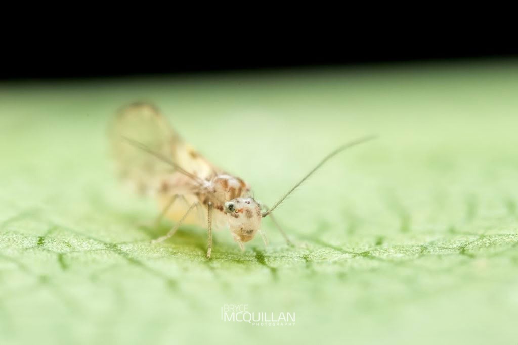 Lobocaecilius monicus, Pseudocaeciliidae, photographed in New Zealand by Bryce McQuillan