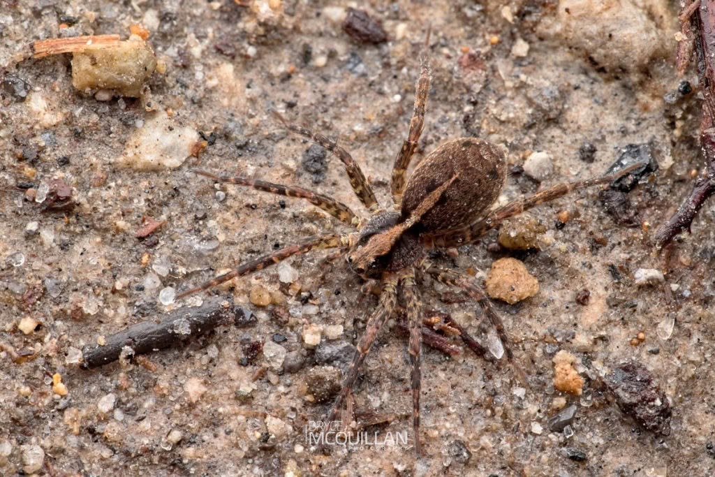 Anoteropsis hilaris, Lycosidae, photographed in New Zealand by Bryce McQuillan