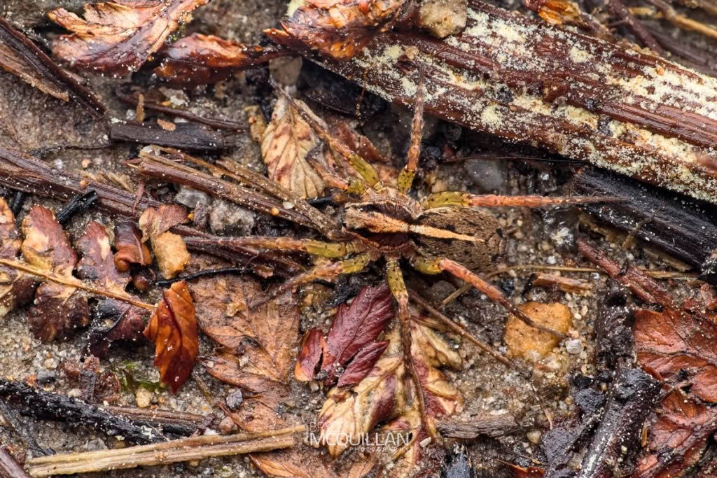 Anoteropsis hilaris, Lycosidae, photographed in New Zealand by Bryce McQuillan