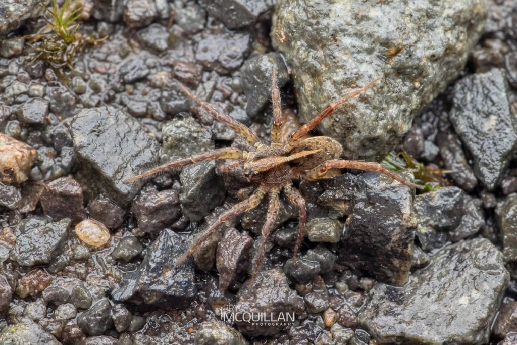 Anoteropsis hilaris, Lycosidae, photographed in New Zealand by Bryce McQuillan