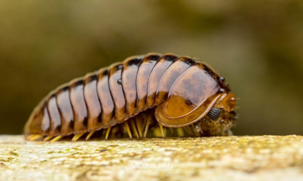 procyliosoma delacyi, Procyliosomatidae, photographed in New Zealand by Bryce McQuillan
