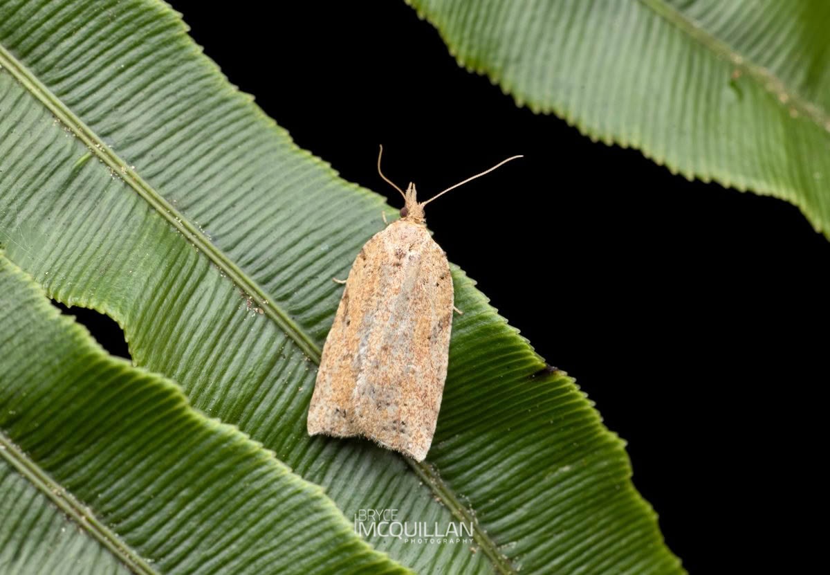 Ctenopseustis sp, Tortricidae, photographed in New Zealand by Bryce McQuillan