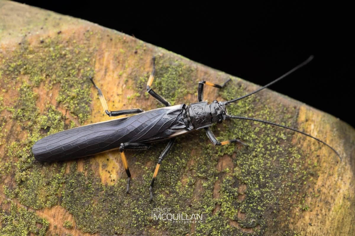 Black Stonefly (Austroperla cyrene), Austroperlidae, photographed in New Zealand by Bryce McQuillan
