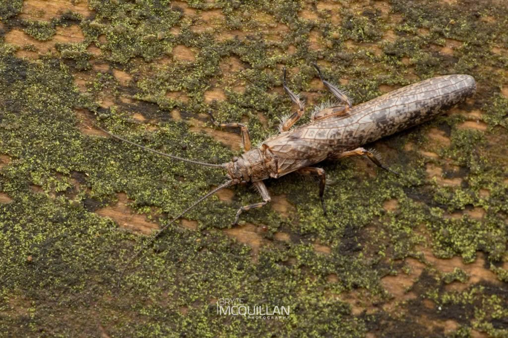 Unidentified stoneflies, photographed in New Zealand by Bryce McQuillan