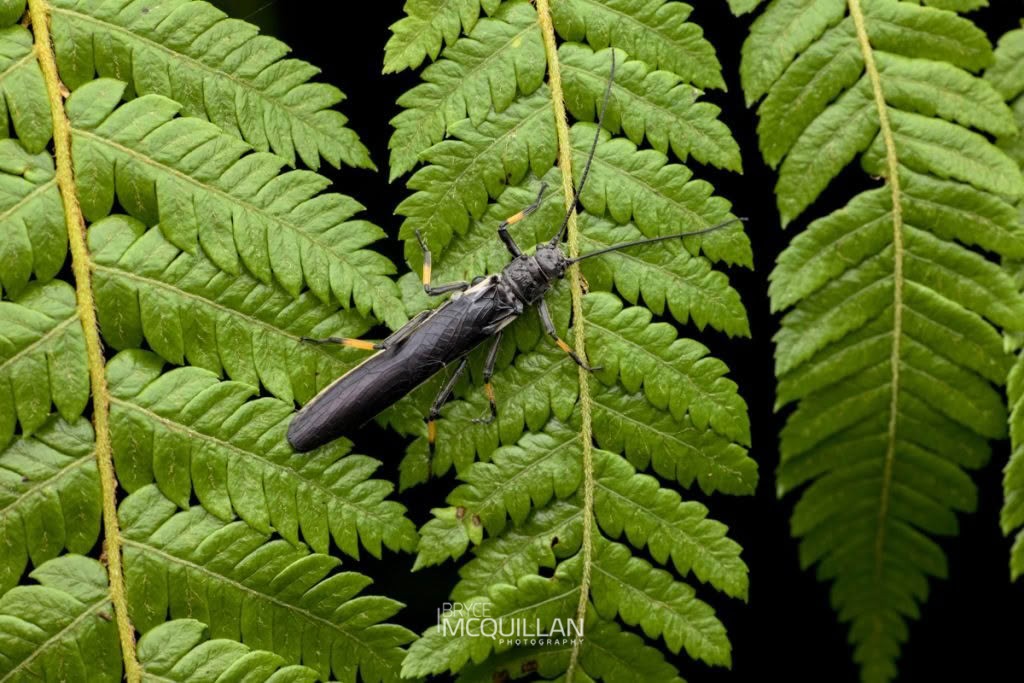 Black Stonefly (Austroperla cyrene), Austroperlidae, photographed in New Zealand by Bryce McQuillan