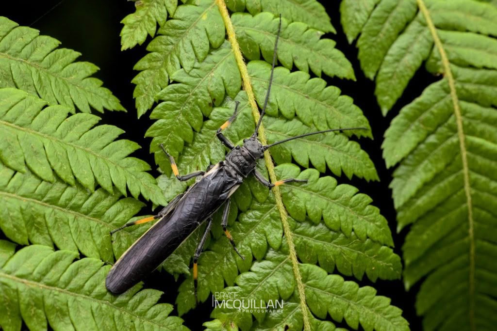 Black Stonefly (Austroperla cyrene), Austroperlidae, photographed in New Zealand by Bryce McQuillan