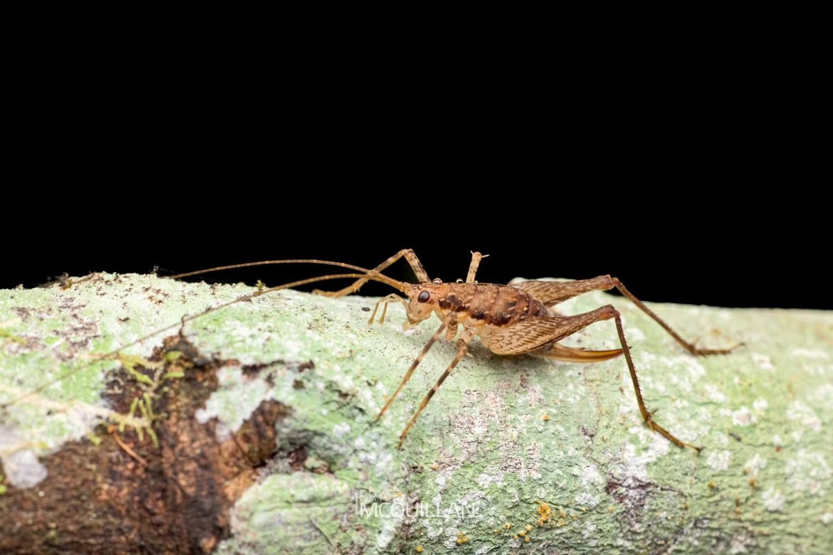 Neonetus variegatus, Rhaphidophoridae, photographed in New Zealand by Bryce McQuillan