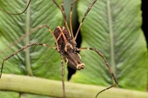 Puwere pureora, Neopilionidae, photographed in New Zealand by Bryce McQuillan
