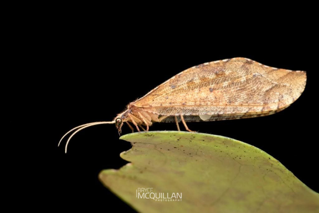 Kempynus spp, Osmylidae, photographed in New Zealand by Bryce McQuillan