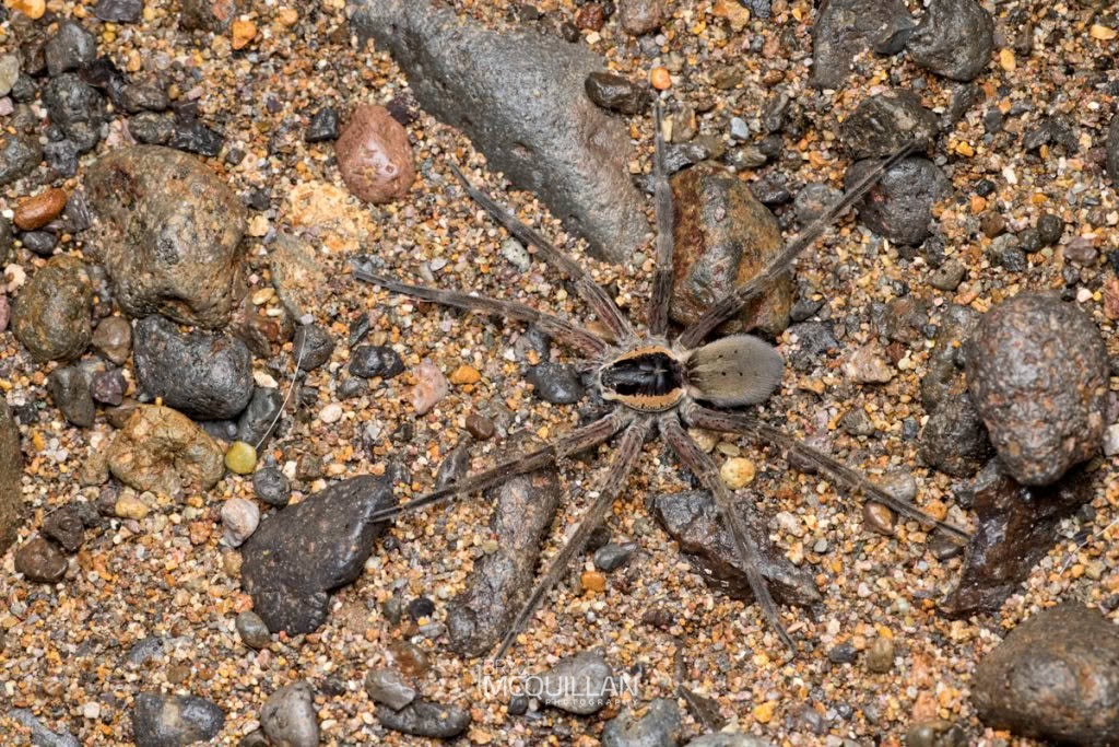Water Spider (Dolomedes aquaticus), Dolomedidae, photographed in New Zealand by Bryce McQuillan