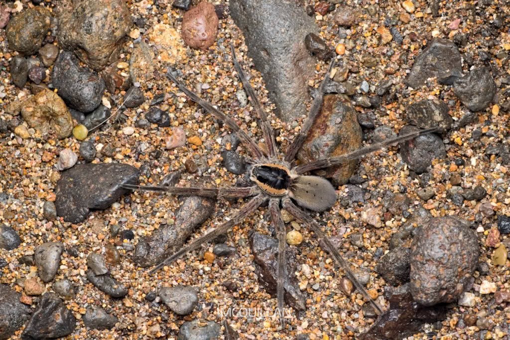 Water Spider (Dolomedes aquaticus), Dolomedidae, photographed in New Zealand by Bryce McQuillan