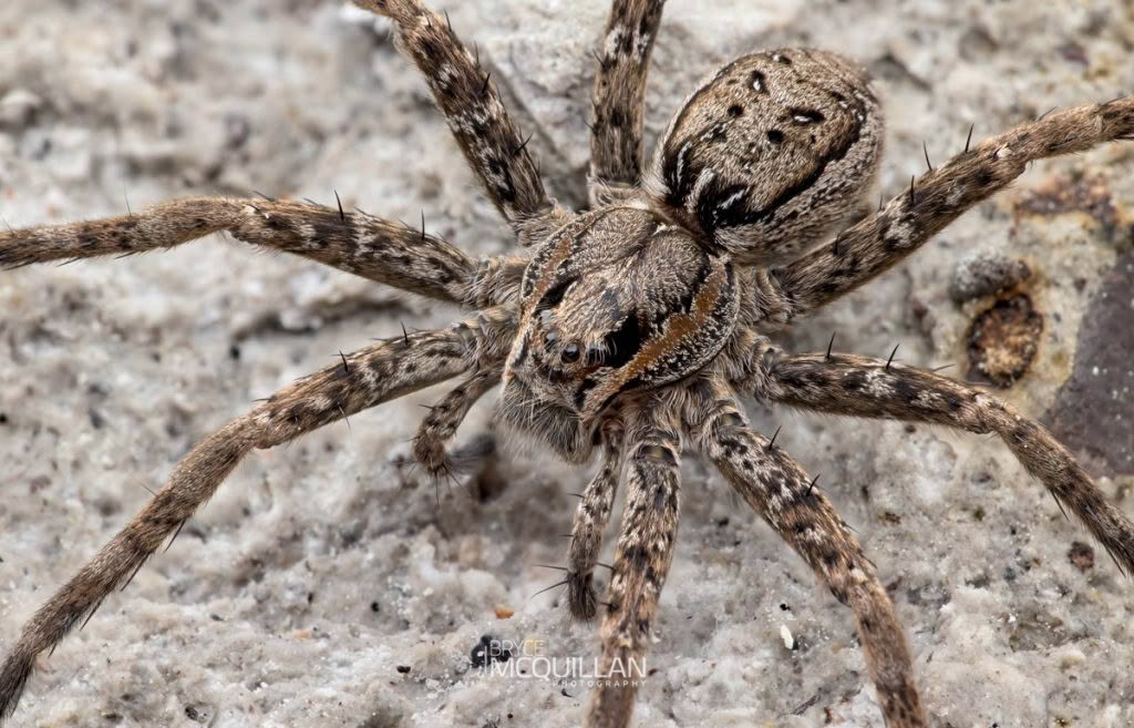 Dolomedes dondalei, Dolomedidae, photographed in New Zealand by Bryce McQuillan