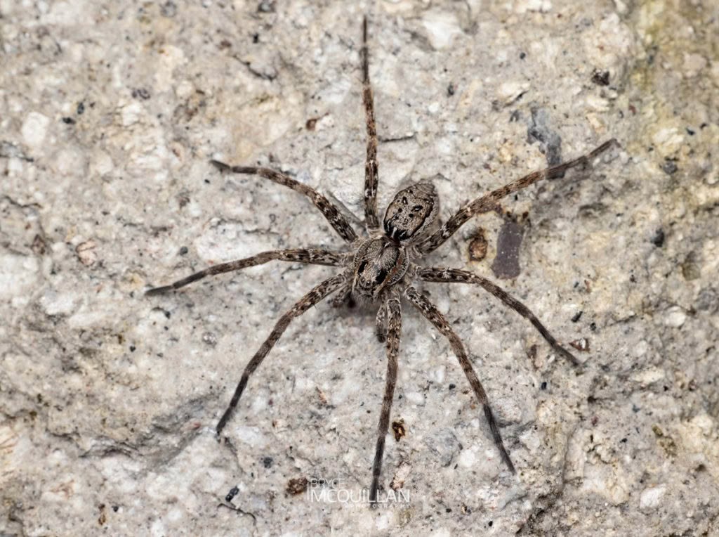 Dolomedes dondalei, Dolomedidae, photographed in New Zealand by Bryce McQuillan