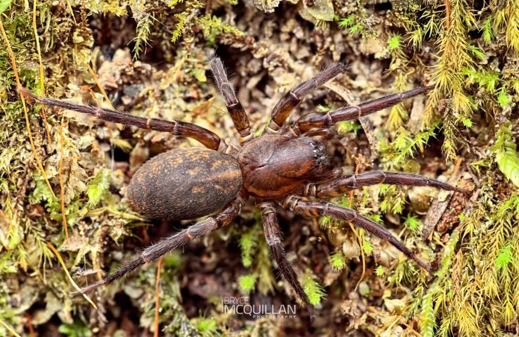Uliodon sp, Zoropsidae, photographed in New Zealand by Bryce McQuillan
