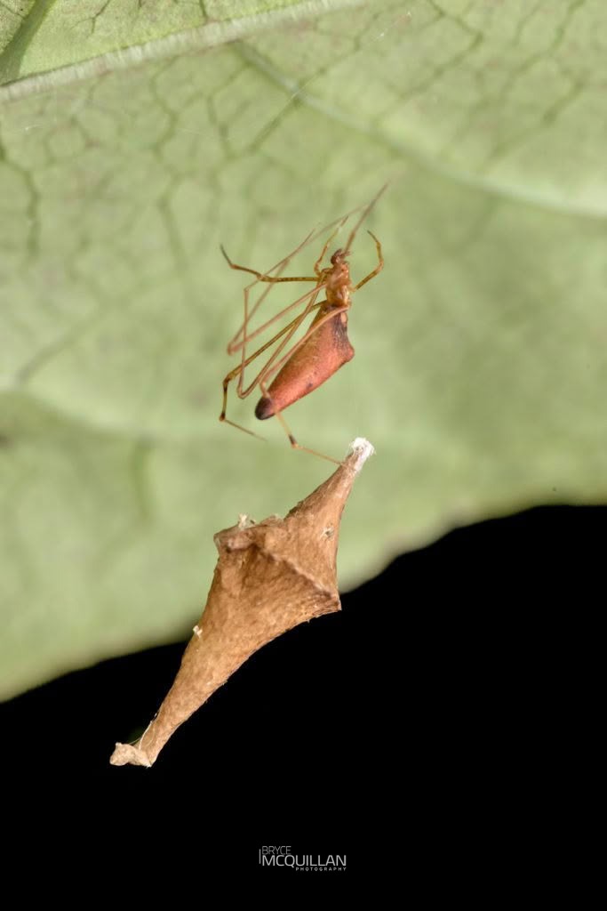 Rhomphaea urquharti, Theridiidae, photographed in New Zealand by Bryce McQuillan