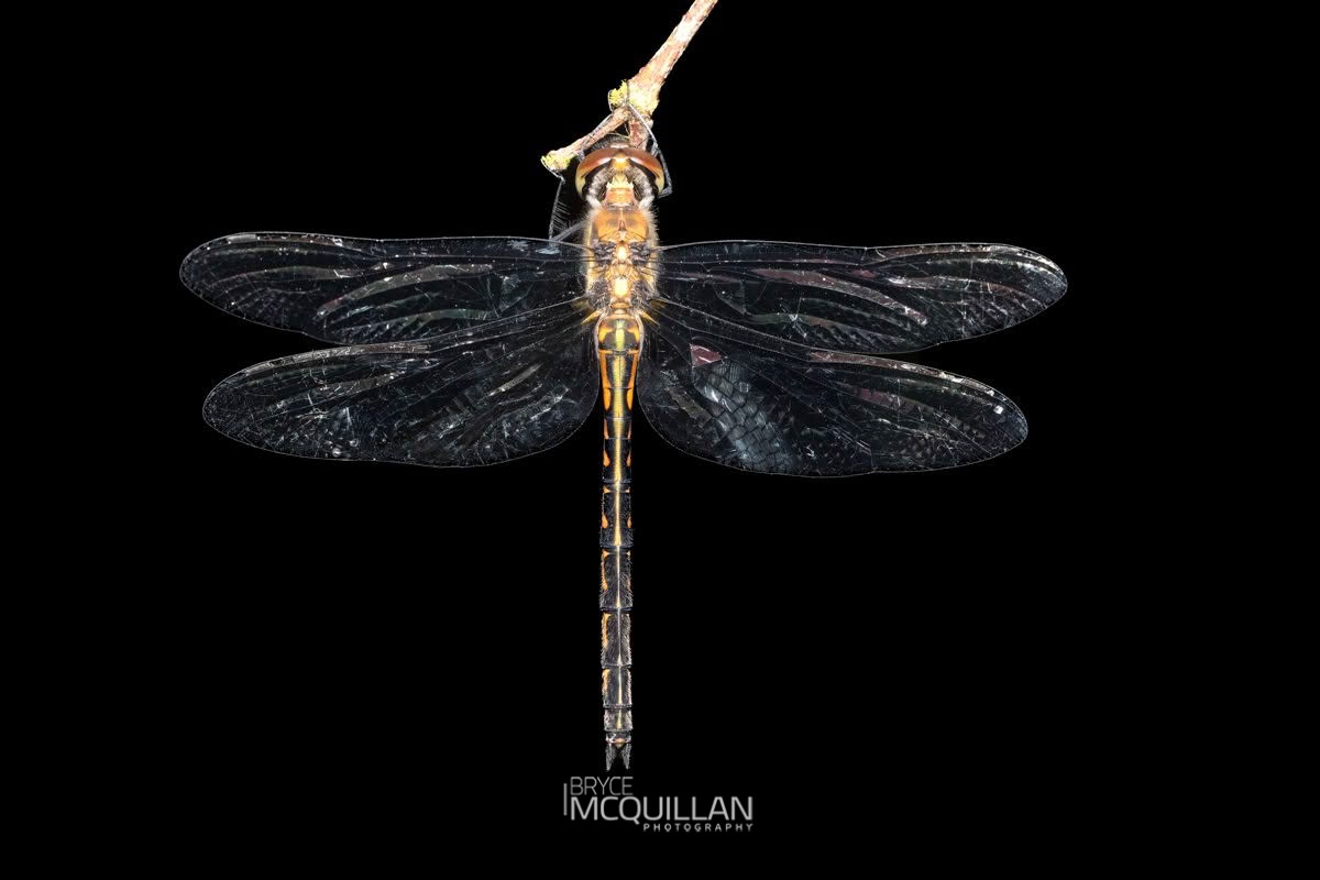 Hemicordulia armstrongi, Corduliidae, photographed in New Zealand by Bryce McQuillan