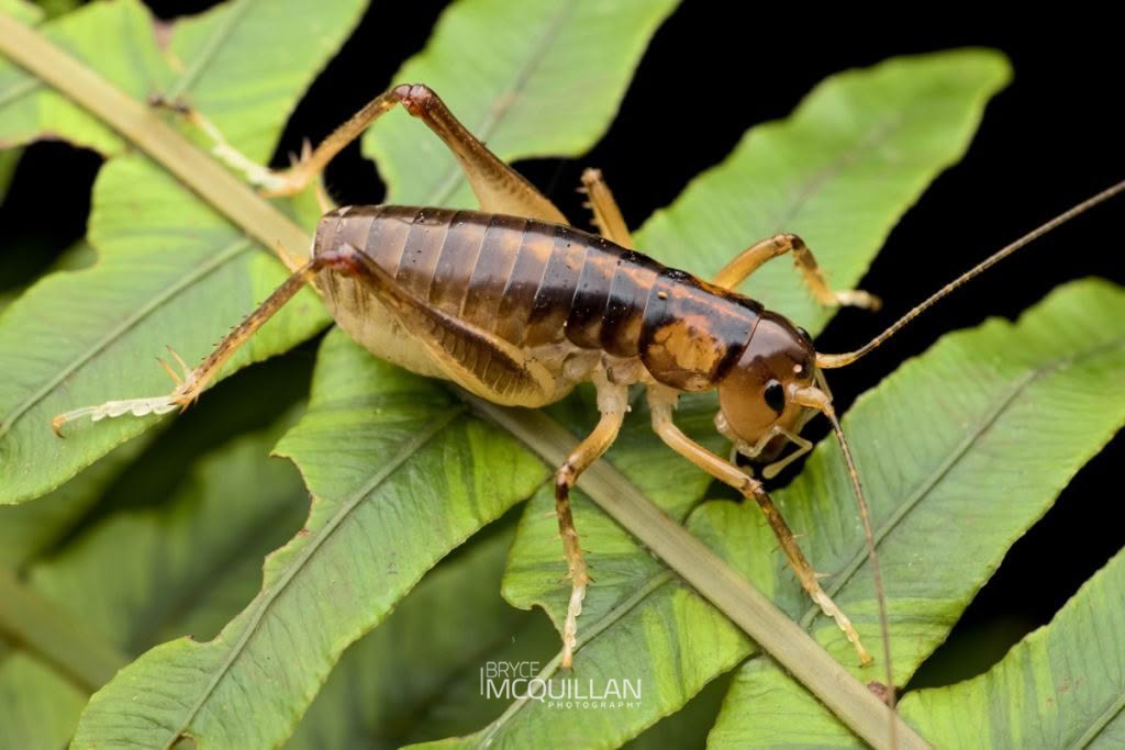 Ground Weta (Hemiandrus pallitarsis), Anostostomatidae, photographed in New Zealand by Bryce McQuillan