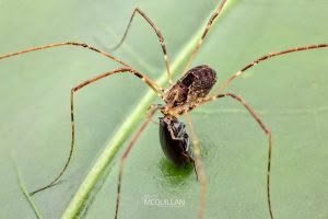 Puwere pureora, Neopilionidae, photographed in New Zealand by Bryce McQuillan