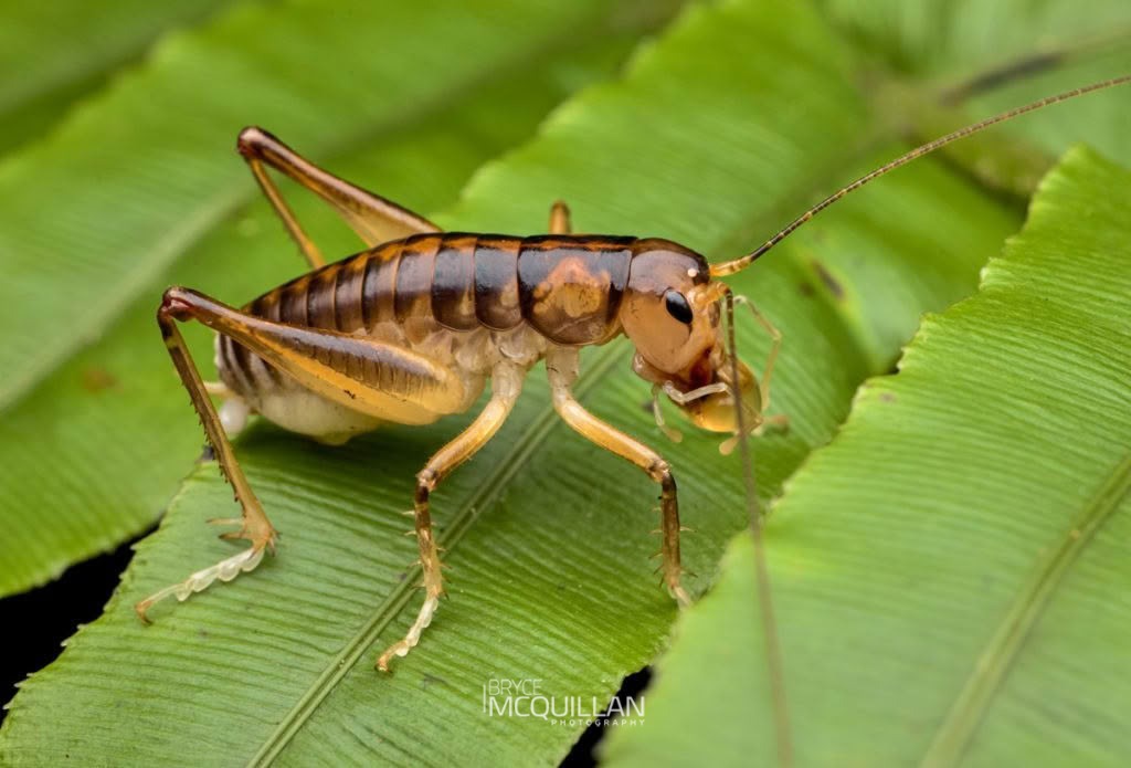 Ground Weta (Hemiandrus pallitarsis), Anostostomatidae, photographed in New Zealand by Bryce McQuillan
