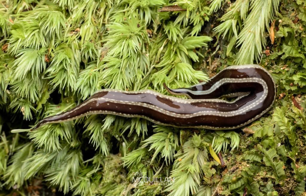 Australopacifica splendens, Geoplanidae, photographed in New Zealand by Bryce McQuillan