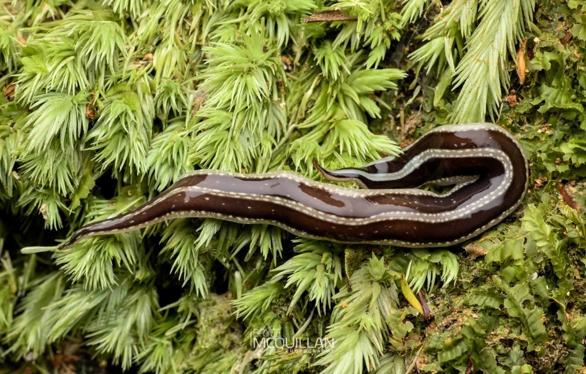Australopacifica splendens, Geoplanidae, photographed in New Zealand by Bryce McQuillan