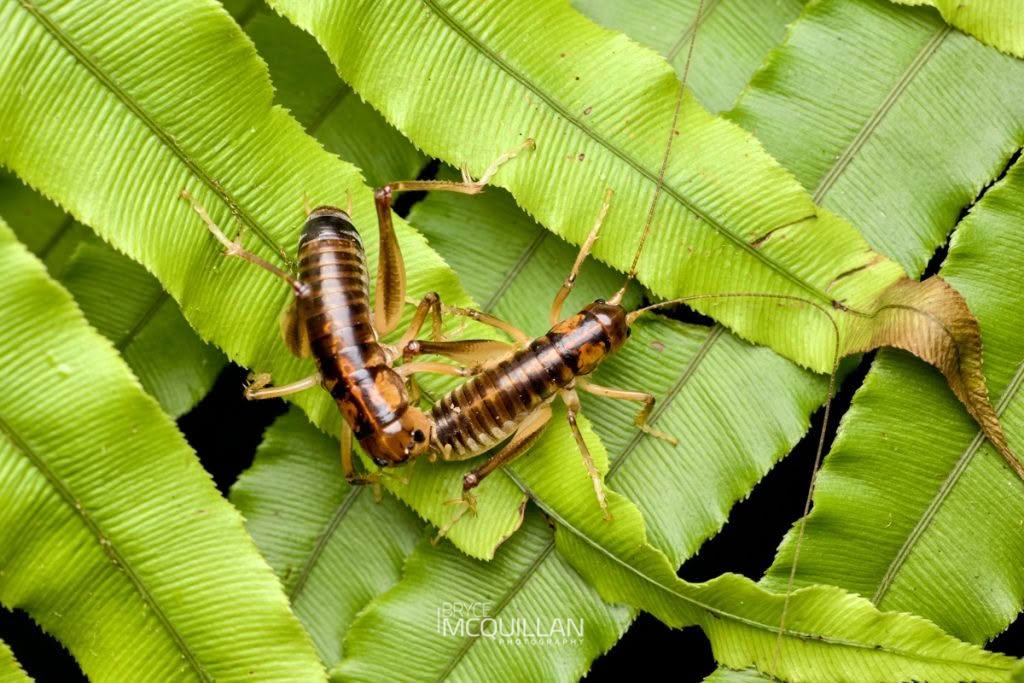 Ground Weta (Hemiandrus pallitarsis), Anostostomatidae, photographed in New Zealand by Bryce McQuillan