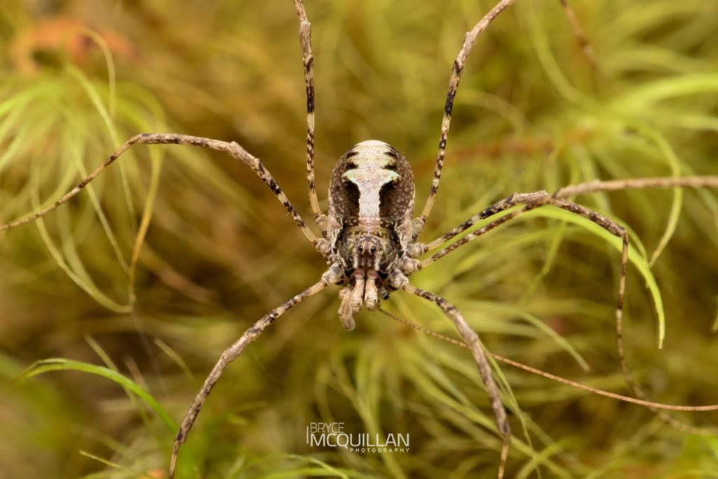 Pantopsalis spp, Neopilionidae, photographed in New Zealand by Bryce McQuillan