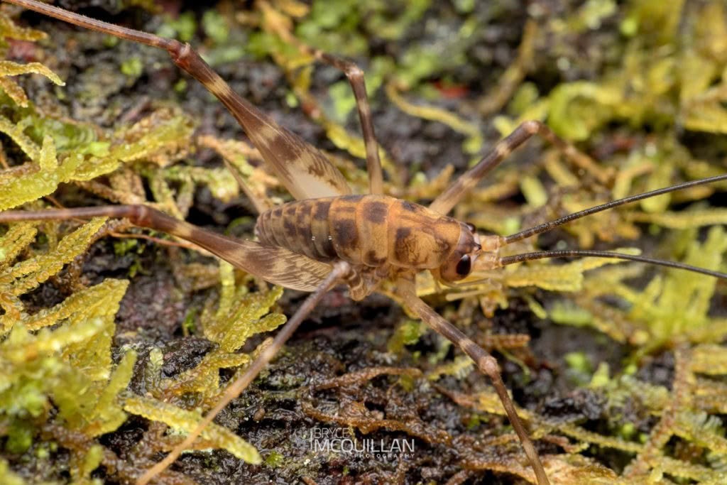 Pachyrhamma cavernae, Rhaphidophoridae, photographed in New Zealand by Bryce McQuillan