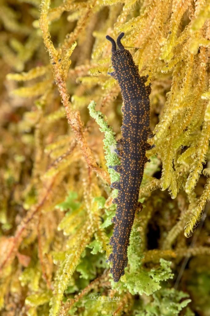 Peripatoides sympatrica, Peripatopsidae, photographed in New Zealand by Bryce McQuillan