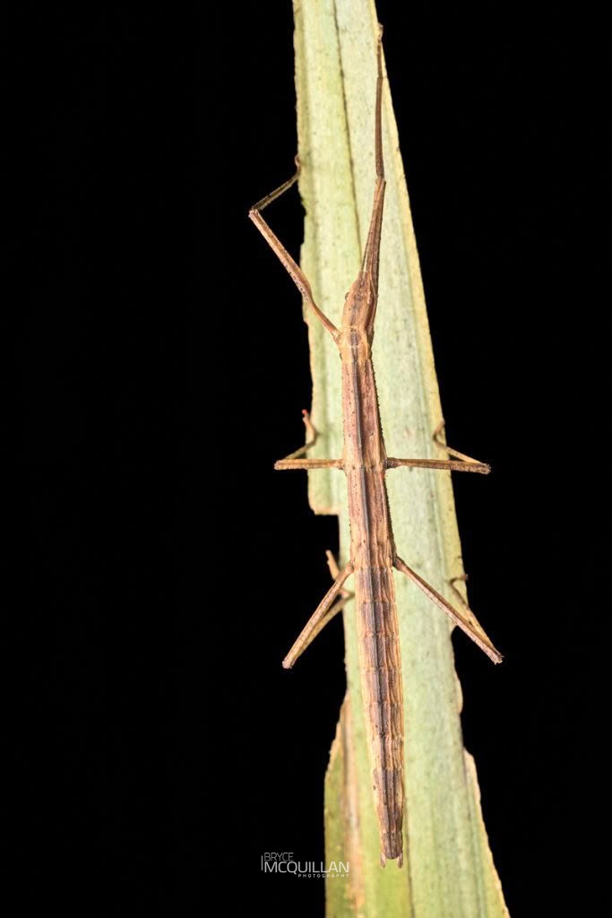 Ridgebacked Stick Insect (Tectarchus ovobessus), Diapheromeridae, photographed in New Zealand by Bryce McQuillan